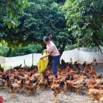 Nông dân Hòa Bình phát triển chăn nuôi từ vốn vay ưu đãi