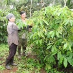 Vợ chồng anh Nguyễn Văn Dương ở thôn Đài Đồng, xã Ea Nuôl, huyện Buôn Đôn (Đắk Lắk) chăm sóc cây cà phê