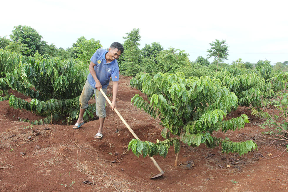 Hộ anh Y Din KTLa, dân tộc Ê Đê ở buôn Sút MĐưng, xã Cư Suê, huyện Cư Mgar (Đắk Lắk) vay 50 triệu đồng hộ nghèo để đầu tư mở rộng diện tích trồng cà phê và nuôi lợn rừng