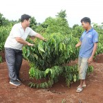 Anh Y Din KTLa (bên phải), dân tộc Ê Đê ở buôn Sút MĐưng, xã Cư Suê, huyện Cư Mgar chia sẻ kinh nghiệm trồng cà phê cho hộ dân cùng buôn