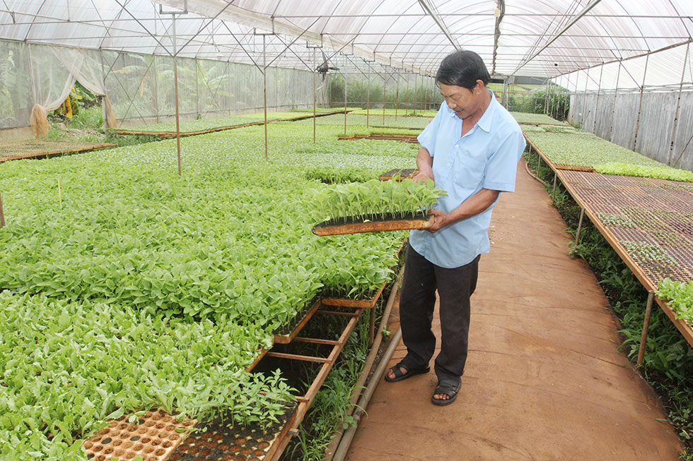 Ông Nguyễn Văn An ở thôn Thành Công, xã Hòa Hiệp, huyện Cưkuin vay 40 triệu đồng hộ gia đình SXKD vùng khó khăn để trồng rau