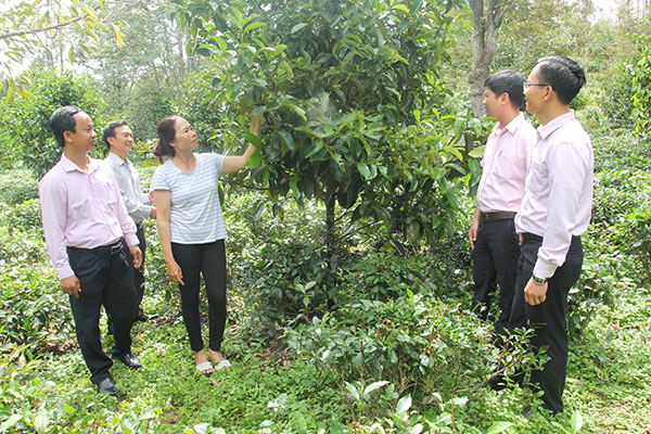 Chị Đỗ Thị Bích Viên ở Tổ dân phố 3, thị trấn Đam Ri, huyện Đạ Huoai đang giới thiệu vườn cây ăn quả của gia đình được đầu tư từ vốn vay ưu đãi