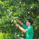 Từ nguồn vốn vay ưu đãi, người dân xã Quy Hậu, huyện Tân Lạc đầu tư vào trồng cây ăn quả có múi đem lại hiệu quả kinh tế