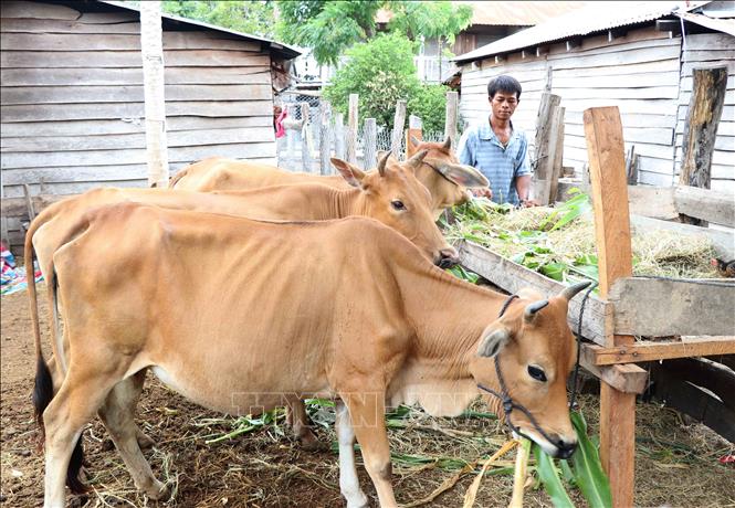 Anh Rơ Ô Súy ở buôn Đoàn Kết, xã Chư RCăm, huyện Krông Pa thoát nghèo nhờ mua bò từ nguồn vốn của NHCSXH