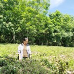 Chị Nguyễn Thị Phương bên vườn chè được đầu tư từ vốn vay NHCSXH