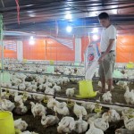 Từ nguồn vốn vay giải quyết việc làm, gia đình chị Lăng Thị Huệ, xóm Trúc Mai đã đầu tư chăn nuôi gà thu được hiệu quả tốt