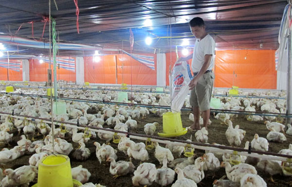 Từ nguồn vốn vay giải quyết việc làm, gia đình chị Lăng Thị Huệ, xóm Trúc Mai đã đầu tư chăn nuôi gà thu được hiệu quả tốt