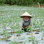 Canh tác nông nghiệp bền vững đang là hướng đi của nhiều người dân xã Ninh Loan, huyện Đức Trọng