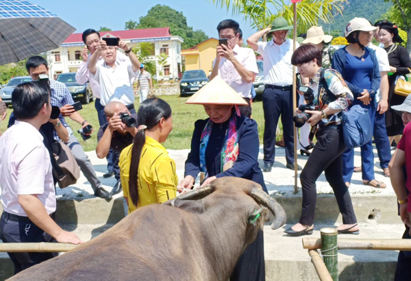 Phó Chủ tịch Thường trực Quốc hội Tòng Thị Phóng cùng Công đoàn NHCSXH trao tặng 10 con trâu sinh sản cho các hộ dân trên đạ bàn xã Vĩnh Lạc