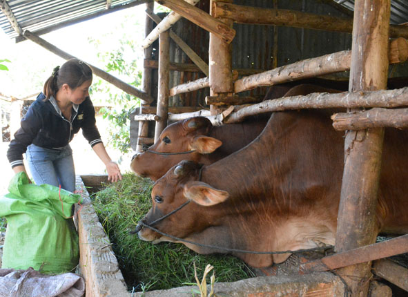Người nghèo ở Đắk Lắk vay vốn chính sách nuôi bò