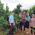 Trang trại trồng cam của gia đình anh Nguyễn Văn Lưu ở xã Đường Hoa mang lại hiệu quả kinh tế cao