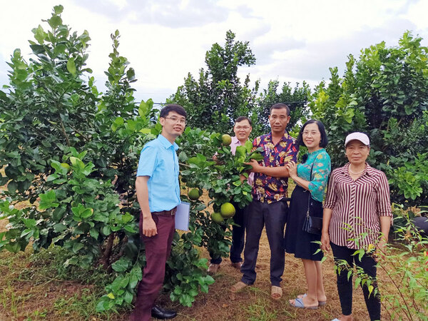 Trang trại trồng cam của gia đình anh Nguyễn Văn Lưu ở xã Đường Hoa mang lại hiệu quả kinh tế cao