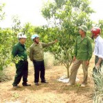 CCB Phạm Văn Hùng (thứ hai trái qua) ở khối Quang Phú, phường Quang Tiến, thị xã Thái Hòa chia sẽ kinh nghiệm trông cây ăn qua cho các hội viên CCB khác