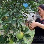 Người dân xã Tri Phương sử dụng nguồn vốn vay ưu đãi phát triển cây ăn quả