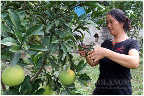 Người dân xã Tri Phương sử dụng nguồn vốn vay ưu đãi phát triển cây ăn quả