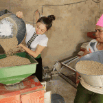 Gia đình chị Hà Thị Thảo, người dân tộc Thái ở thôn Phan Thượng, xã Nghĩa Lợi, TX Nghĩa Lộ vay 50 triệu đồng đầu tư mua máy xay sát gạo, phục vụ bà con thôn bản; đồng thời còn tận dụng cám để chăn nuôi
