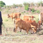 Anh Đinh Nech chăn thả đàn bò giúp gia đình thoát nghèo