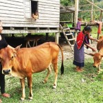Vốn ưu đãi đã giúp gia đình anh Đinh Cất ở bản A Rem đầu tư chăn nuôi bò hiệu quả