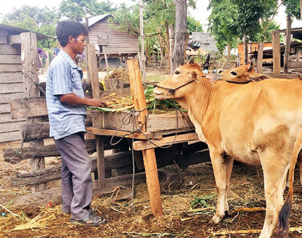 Nhờ nguồn vốn vay từ NHCSXH, gia đình anh Rơ Ô Súy ở buôn Đoàn Kết, xã Chư Rcăm, huyện Krông Pa (Gia Lai) đầu tư nuôi bò giống và bò thịt, dần dần đã thoát nghèo