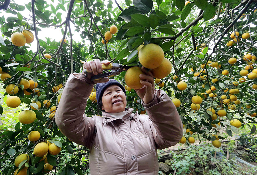 Vay 50 triệu đồng chương trình cho vay hộ SXKD vùng khó khăn, gia đình bà Trương Thị Hồ, dân tộc Tày ở xã Quang Trung, huyện Hòa An (Cao Bằng) cải tạo thành công hơn 1ha vườn đồi trồng cam, mận và nhiều loại cây ăn quả khác