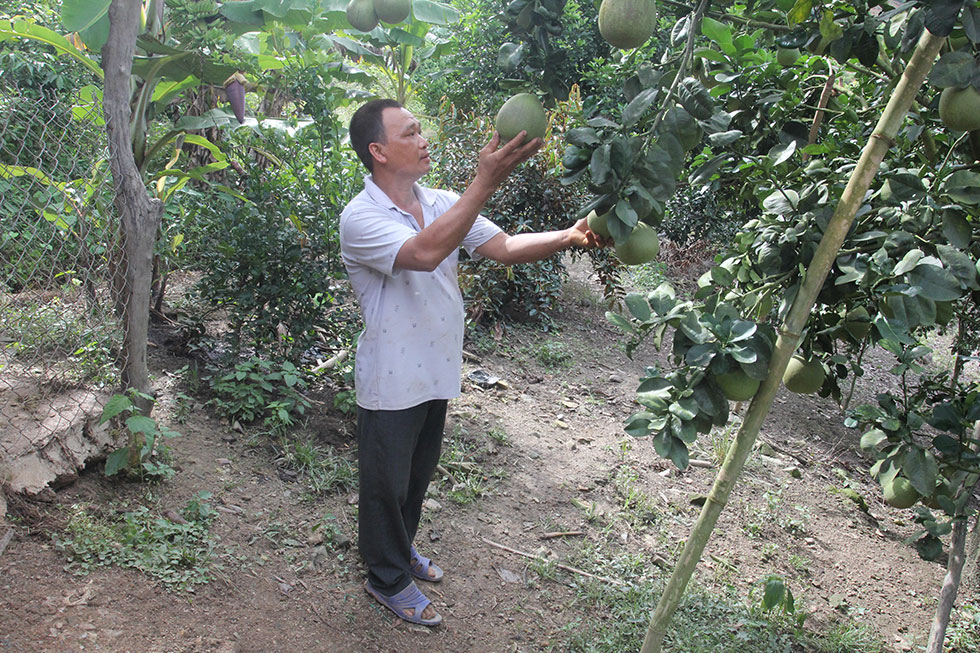 Được vay 40 triệu đồng từ chương trình tín dụng hộ gia đình SXKD tại vùng khó khăn, anh Nguyễn Văn An ở thôn Thành Công, xã Đạ RSal, huyện Đam Rông đầu tư trồng chôm chôm, bưởi mang lại nguồn thu nhập ổn định cho gia đình