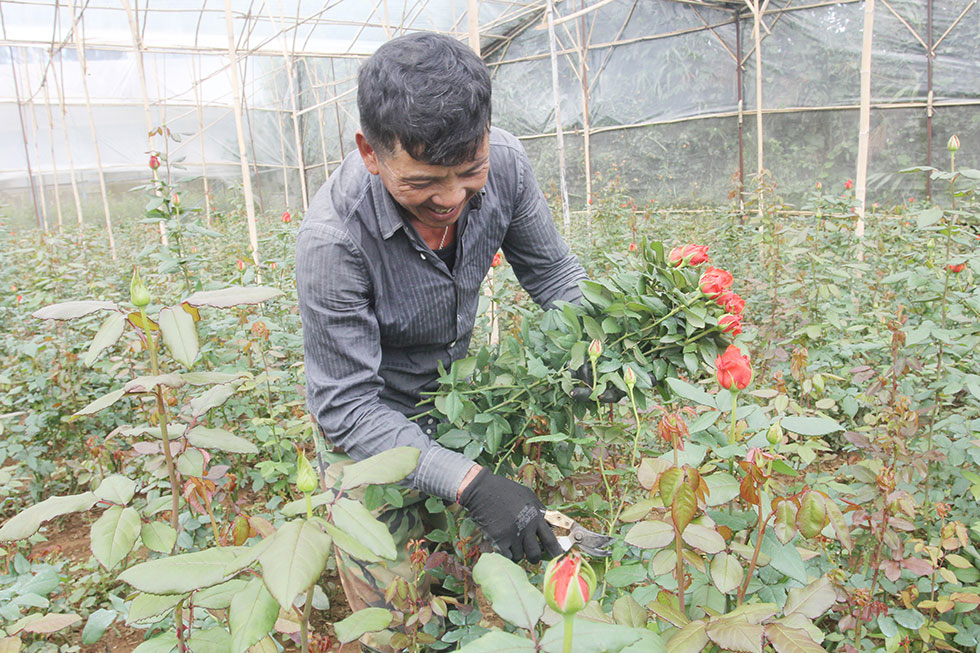 Năm 2016, gia đình anh Ngô Đình Vũ ở thị trấn Lạc Dương, huyện Lạc Dương (Lâm Đồng) vay 50 triệu đồng hộ cận nghèo làm nhà dàn trồng hoa, mỗi năm cho thu hoạch 150 triệu đồng