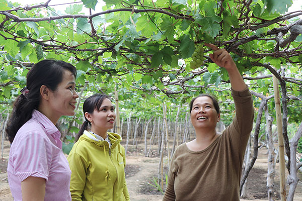 Nhiều hộ dân tại Ninh Thuận vay vốn NHCSXH mở rộng diện tích trồng nho, mang lại giá trị kinh tế cao