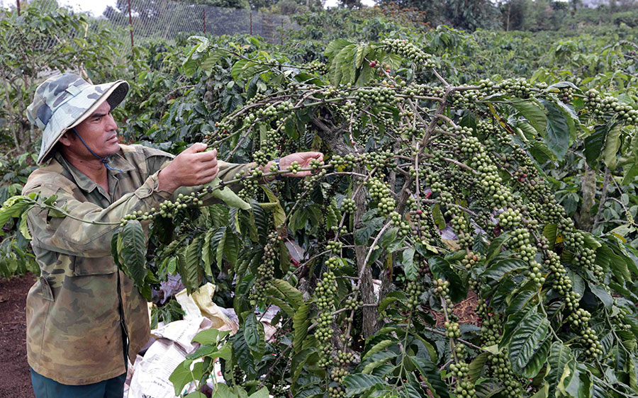 Gia đình anh K’Brop, dân tộc K’Ho ở xã Đinh Lạc, huyện Di Linh (Lâm Đồng) vay vốn ưu đãi đầu tư mở rộng diện tích trồng cà phê, mang lại hiệu quả kinh tế cao