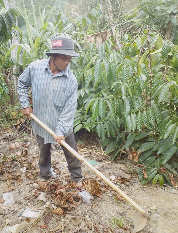 Anh Pang Ting Y Thuốt cải tạo lại vườn cà phê