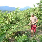 Từ nguồn vốn vay ưu đãi, gia đình anh Đặng Văn Sồi ở thôn Làng Han, xã Đồn Đạc đã đầu tư mô hình trồng cây ăn quả, đến nay đang phát huy hiệu quả, cho thu nhập ổn định