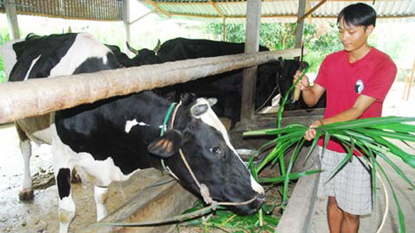 Hộ nghèo theo chuẩn địa phương ở TP Hồ Chí Minh vay vốn ưu đãi nuôi bò sữa, tạo sinh kế, thoát nghèo bền vững