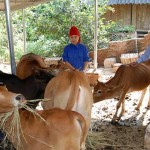 Ðược vay vốn thời hạn dài hơn, gia đình chị Quàng Thị Ngắm ở bản Giáng yên tâm đầu tư phát triển chăn nuôi bò theo hướng hàng hóa