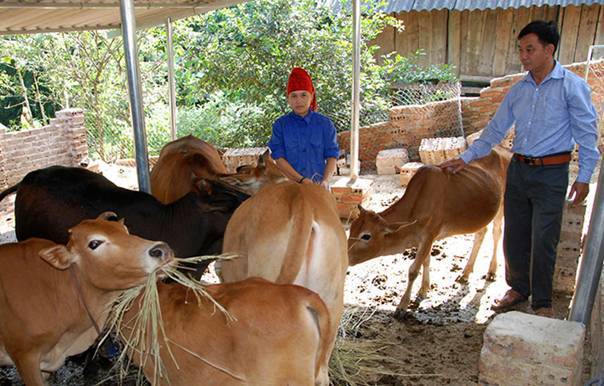 Ðược vay vốn thời hạn dài hơn, gia đình chị Quàng Thị Ngắm ở bản Giáng yên tâm đầu tư phát triển chăn nuôi bò theo hướng hàng hóa