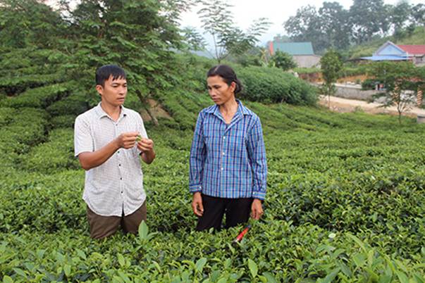 Anh Nguyễn Mạnh Thắng - Giám đốc HTX chè Ngân Sơn Trung Long trao đổi kinh nghiệm trồng chè VietGAP với các thành viên