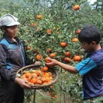 Nguồn vốn ưu đãi từ NHCSXH giúp bà con nông dân huyện Đà Bắc yên tâm sản xuất và làm giàu trên chính mảnh đất quê hương mình