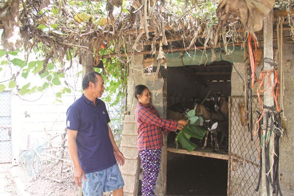 Vay vốn ưu đãi nuôi dê giúp gia đình ông bà Khiên - Hường ở thôn Nguyễn Trãi, xã Vũ Đông, Thái Bình có thu nhập ổn định