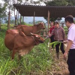 Từ vốn vay ưu đãi của NHCSXH, gia đình chị Nguyễn Thị Ly (đứng giữa) đầu tư chăn nuôi bò sinh sản
