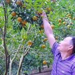 Ông Đặng Văn Lương chăm sóc vườn quýt gia đình