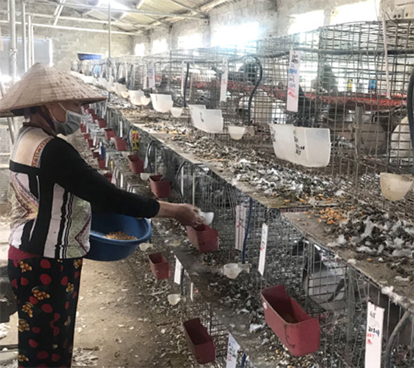 Bà Vũ Thị Thậm ở xã Yên Mạc chăm sóc chim bồ câu Pháp