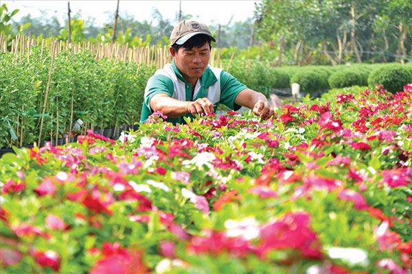 Nông dân làng hoa Sa Đéc vay vốn chính sách trồng hoa cây cảnh