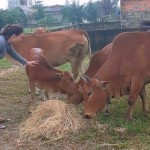 Từ nguồn vốn ưu đãi, mô hình nuôi bò ở xã Quảng Xuân, huyện Quảng Trạch luôn mang lại lợi nhuận cao cho người dân