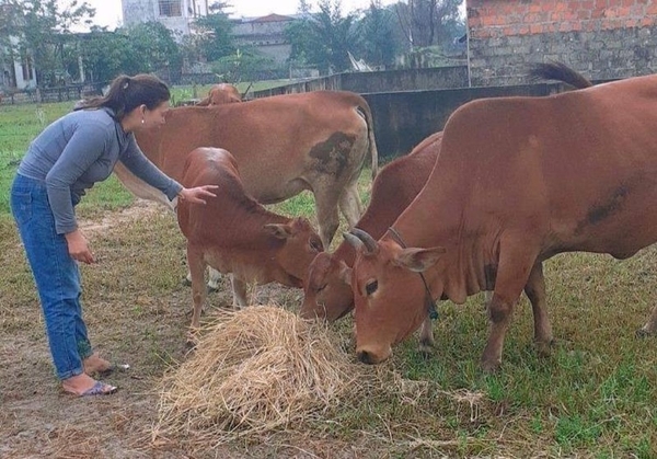 Từ nguồn vốn ưu đãi, mô hình nuôi bò ở xã Quảng Xuân, huyện Quảng Trạch luôn mang lại lợi nhuận cao cho người dân
