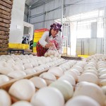 Gia đình anh Bùi Văn Đại ở thôn Trung Hòa, xã Thuỵ Lôi, huyện Kim Bảng vay 50 triệu đồng từ chương trình giải quyết việc làm để mua máy ấp trứng, nuôi 2.000 con vịt đẻ trứng.
