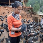 Mô hình nuôi gà đen của chị Lù Thị Sênh ở xã Púng Luông, huyện Mù Cang Chải mang lại hiệu quả kinh tê cao. (Ảnh: Quốc Định)