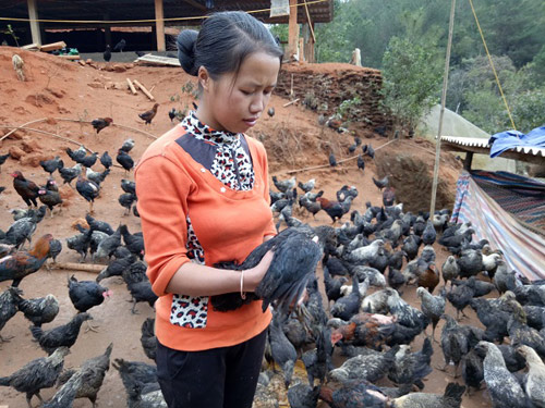 Mô hình nuôi gà đen của chị Lù Thị Sênh ở xã Púng Luông, huyện Mù Cang Chải mang lại hiệu quả kinh tê cao. (Ảnh: Quốc Định)