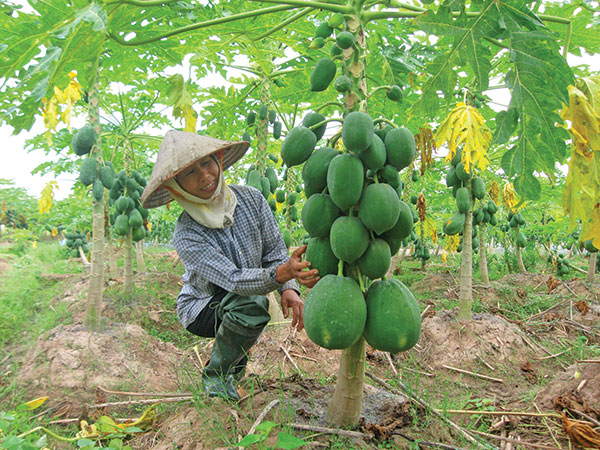 Nông dân Hưng Yên chuyển dịch cơ cấu cây trồng vật nuôi mạnh mẽ từ nguồn vốn ưu đãi của NHCSXH và đang hướng tới những phân khúc giá trị gia tăng cao hơn