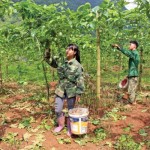 Mô hình trồng cây chanh leo cho thu nhập cao của gia đình chị Nông Thị Năm ở xóm Lũng Cưởm, xã Lưu Ngọc