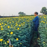 Làng hoa Tây Tựu được nông dân chăm sóc, thu hoạch phục vụ dịp Tết
