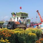 Những chuyến tàu chở hoa Tết ra đảo Lý Sơn