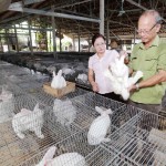 Nông dân Yên Bái vay vốn ưu đãi đầu tư nuôi thỏ mang lại hiệu quả kinh tế cao